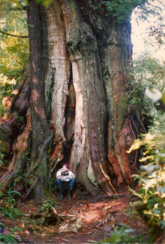 The Giant Tree that Called to Me